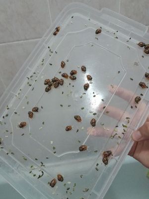 Axatina retikulyata albinoz (bolachalar) 2-2.5sm