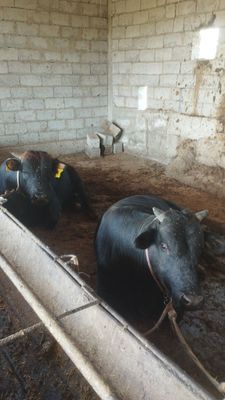 Buqala sotiladi sogʻlom yeb ichadi