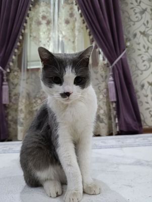 Кот пародистый скотишь страйт все не обходимые принадлежности для есть