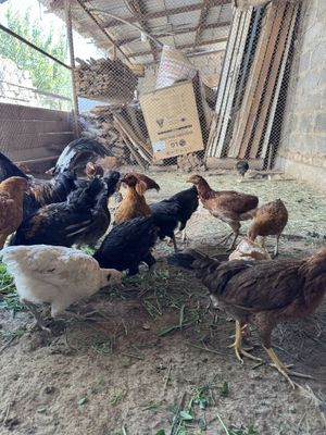 6 oylik domashniy jo’jalar sotiladi