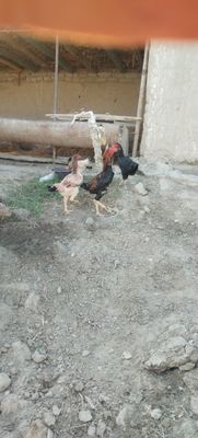 tovuqlar sotiladi