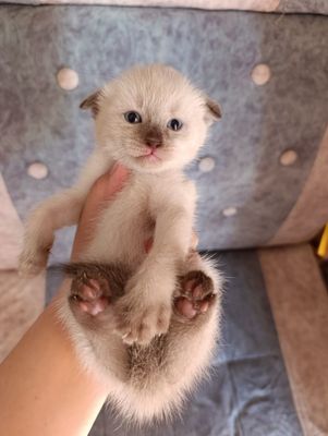 Скоттиш Фолд редкий окрас