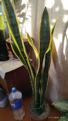 комнатные растения