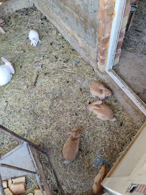 Куйонлар сотилади продали.