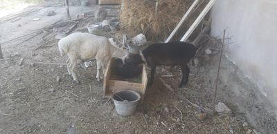 2 ta qo'chqor bir joyaga sotiladi