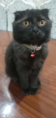 Скоттиш страй 7 ойли