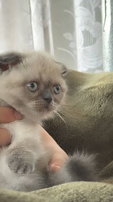 Мушукча скоттиш фолд