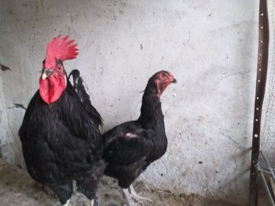 Tovuqlar sotiladi Qora tovuq