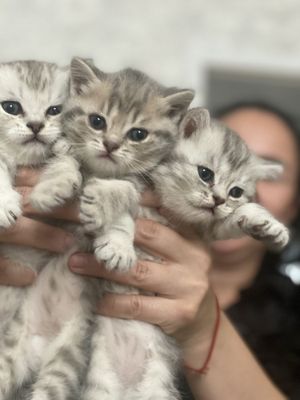 Продаються милые котята
