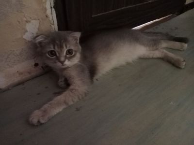 Голубое золото Шиншила котёнок