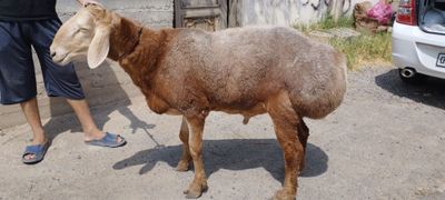 Қўчқор сотилади, арашан қирғизистон зотли қўчқор