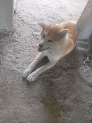 продаётся собака