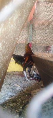 Xorozlar sotiladi