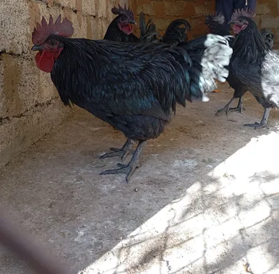 Продаются петухи