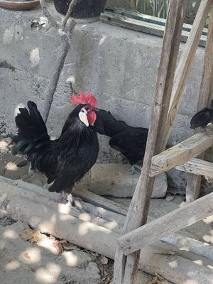 Японский петух и курица пара