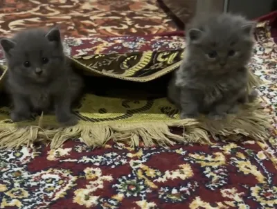 шотландская прямоухая,скотиш страйт