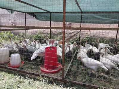 Курка жужалари сотилади 2.5 ойлик