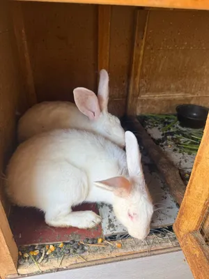 Erke quyon sotiladi 3.5 oyli