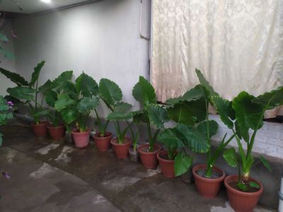 Alokaziya gulari