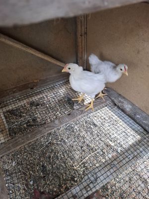 Жужа хурозчалар, петушата