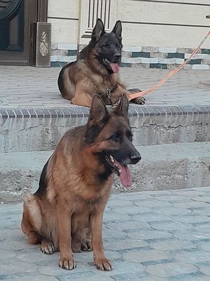 Немецкий овчарка боллалари сотилади