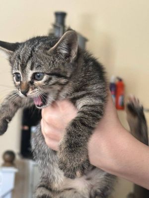 Котята одам даром хорошие руки