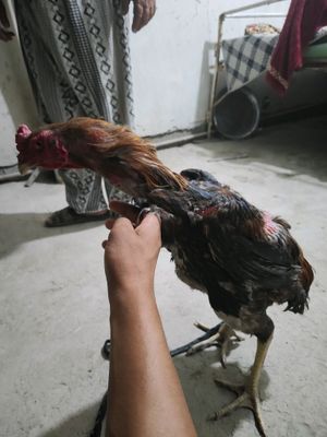 xoʻroz sotiladi 30000