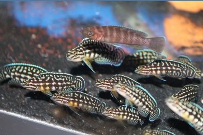 Julidochromis Marlieri