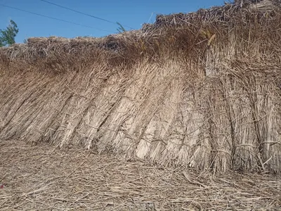 Yekan sotiladi 8 000 soʻm