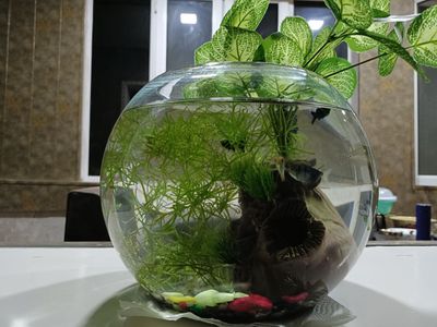 Аквариум с рыбками