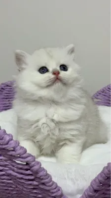 Британская шиншилла!