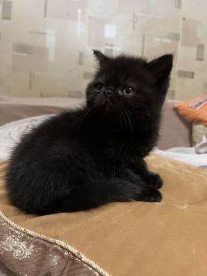 Продаются котята Экзоты и Мачкин