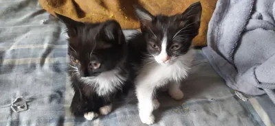 Отдам счастье в добрые руки