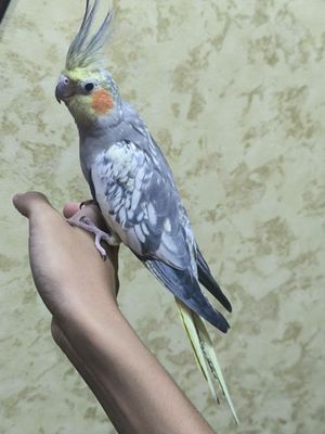 Карелы ручные недорого