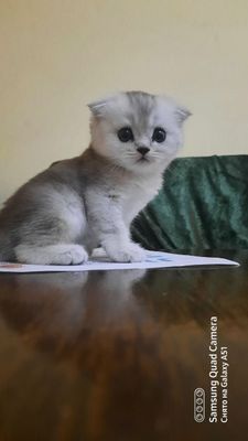 Серебристая шиншилла