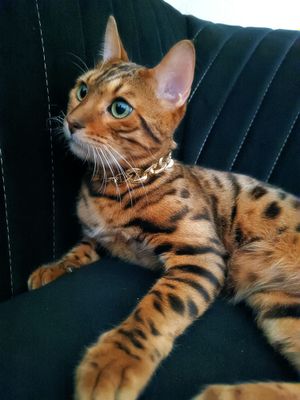 Bengaliskiy mushuk sotiladi