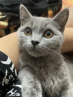 Qiziqqanlar aloqaga chiqilar