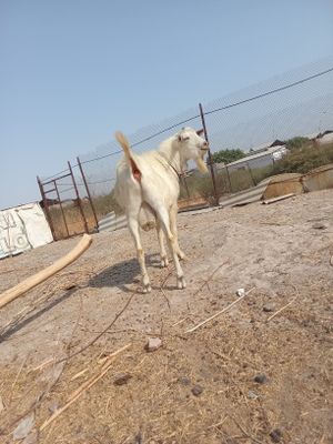 Echki takka zammin