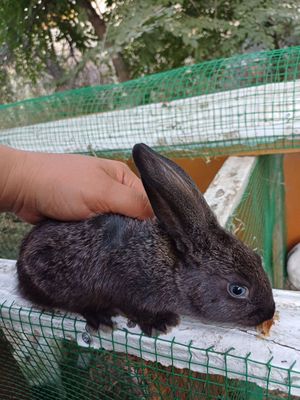 Quyonlar onasi va bolalari