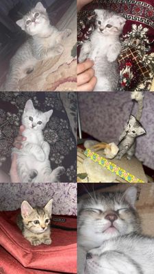 Продаются котятки!! День рождение 06.06.25г Кушают в