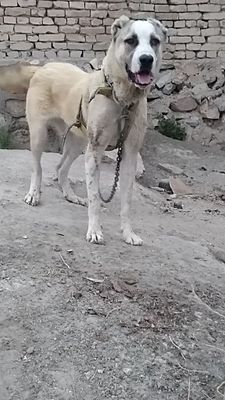 10 oylik alabay sotiladi