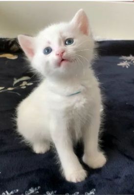 Котёнок мальчик 1,5 месяца