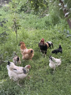 Xo’roz va turli xildagi tovuqlar sotiladi
