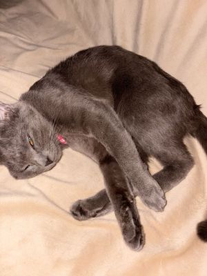 Продаётся британская короткошёрстная кошечка