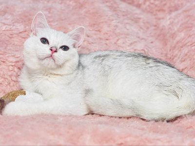Девочка скребристая шиншилла