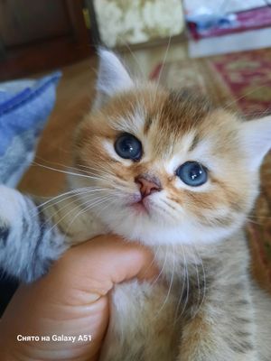 Шотландский онаси
Британский шиншилла отаси
