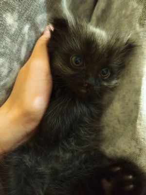 Продаётся котенок