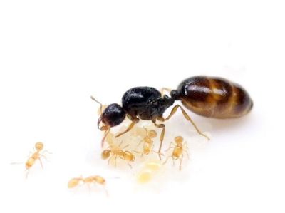 Solenopsis fugax, или муравей-вор, — это крошечные муравьи желтоваты