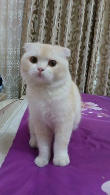 Scotch Fold zotli mushuk sotiladi
