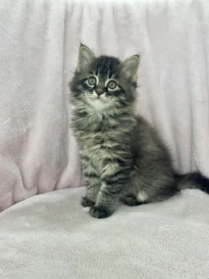 Сибирские котята